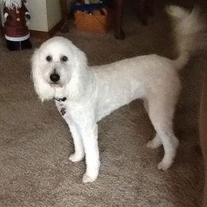 Meet your Posher, Dana